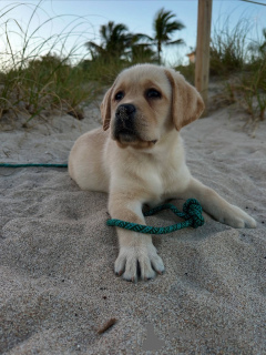 Zdjęcie №3. Silne serce, delikatna dusza.. Finlandia