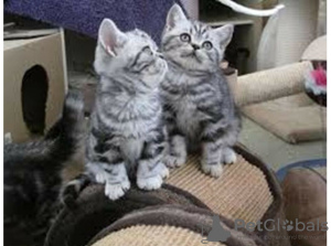 Zdjęcie №2 do zapowiedźy № 99805 na sprzedaż  kot brytyjski długowłosy - wkupić się Holandia hodowca