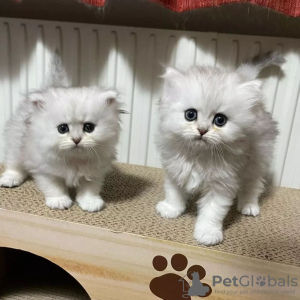 Zdjęcie №3. Kauniita munchkin-pentuja. Finlandia