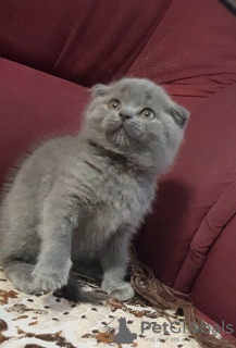 Zdjęcie №3. Wspaniałe kocięta z rodowodem GCCF Scottish Fold. Niemcy