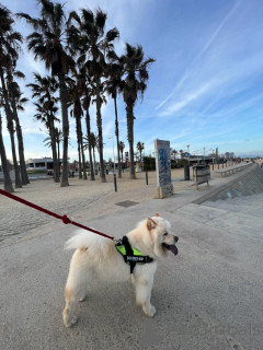 Zdjęcie №2 do zapowiedźy № 147039 na sprzedaż  chow-chow - wkupić się Hiszpania 