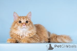 Zdjęcie №4. Sprzedam  w Chimki. ze schronu - cena - Bezpłatny