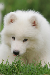 Zdjęcie №3. Samoyed. Federacja Rosyjska