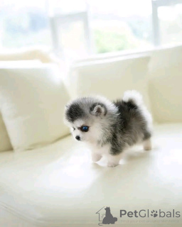 Zdjęcie №3. Siberian Husky gotowy do remontu. USA