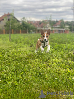 Dodatkowe zdjęcia: Basenji szczenięta na sprzedaż