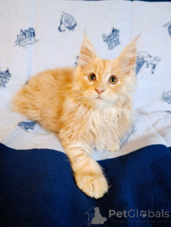 Dodatkowe zdjęcia: Elegancki kotek chłopiec