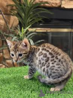 Zdjęcie №3. Ocicat-Kätzchen zu verkaufen. Finlandia