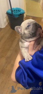 Zdjęcie №1. buldog francuski - na sprzedaż w Miasto Tennessee | 2317zł | Zapowiedź №161238