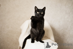 Zdjęcie №4. Sprzedam  w Mińsk.  - cena - Bezpłatny