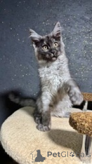 Zdjęcie №1. maine coon - na sprzedaż w Ramstein-Miesenbach | 2679zł | Zapowiedź № 163692