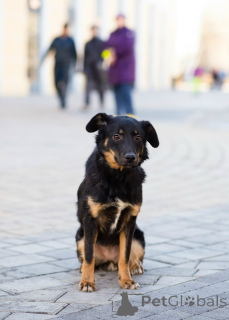 Zdjęcie №3. Śliczny mały pies. Federacja Rosyjska