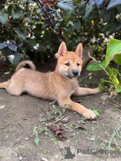 Zdjęcie №3. Szczenięta Shiba Inu. Serbia