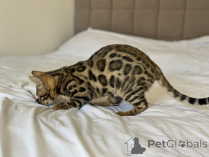 Zdjęcie №4. Sprzedam kot bengalski w Boston. prywatne ogłoszenie, od żłobka, hodowca - cena - negocjowane