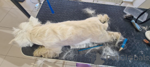 Zdjęcie №3. Weekend adopcyjny Westie. Wielka Brytania