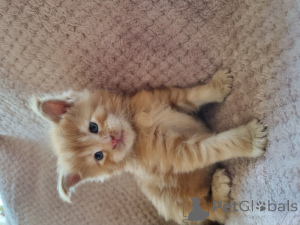 Zdjęcie №4. Sprzedam maine coon w Bruksela.  - cena - Bezpłatny