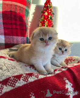 Zdjęcie №4. Sprzedam  w Alameda.  - cena - 3661zł