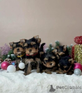 Zdjęcie №1. yorkshire terrier - na sprzedaż w Arnsberg | negocjowane | Zapowiedź №166128