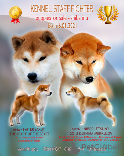 Zdjęcie №1. shiba - na sprzedaż w Petersburg | 5022zł | Zapowiedź №9155