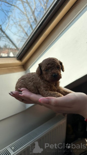 Zdjęcie №3. Dwie samice i jeden samiec karła, pudle ciemnomorelowe. Serbia