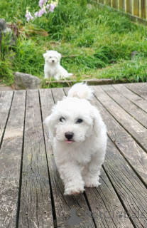 Zdjęcie №4. Sprzedam bichon frise w Bellyny. prywatne ogłoszenie - cena - negocjowane