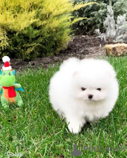 Zdjęcie №2 do zapowiedźy № 135149 na sprzedaż  szpic miniaturowy - wkupić się Niemcy prywatne ogłoszenie