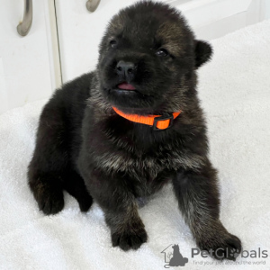 Zdjęcie №2 do zapowiedźy № 45707 na sprzedaż  owczarek niemiecki - wkupić się Kolumbia prywatne ogłoszenie