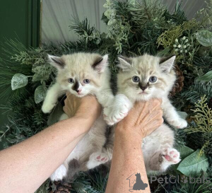 Zdjęcie №1. amerykański bobtail długowłosy - na sprzedaż w Bonn | 1674zł | Zapowiedź № 170891