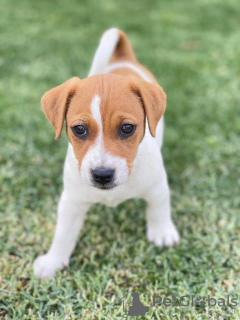 Zdjęcie №1. jack russell terrier - na sprzedaż w Gotland | 1674zł | Zapowiedź №119444