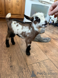 Zdjęcie №1.  - na sprzedaż w Augusta | negocjowane | Zapowiedź №161734