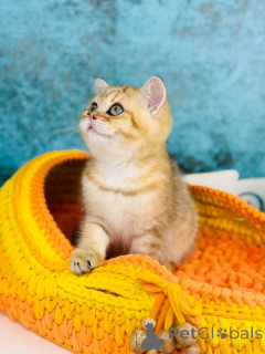 Zdjęcie №3. Szkocja Kishka Gold. Ukraina