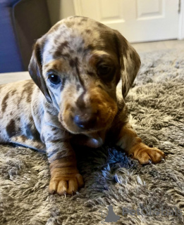 Zdjęcie №2 do zapowiedźy № 132829 na sprzedaż  jamnik - wkupić się Niemcy prywatne ogłoszenie