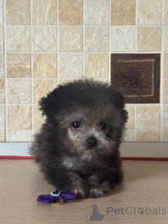 Zdjęcie №3. Teddy pudle Chiny. Federacja Rosyjska