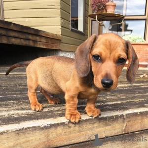 Zdjęcie №4. Sprzedam jamnik w Miami Beach. hodowca - cena - 3050zł