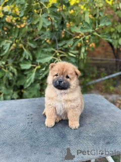 Zdjęcie №4. Sprzedam chow-chow w Šid.  - cena - negocjowane