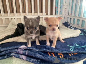 Zdjęcie №3. Süße, entzückende chihuahua-babys bereit zu gehen. Niemcy