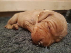 Zdjęcie №2 do zapowiedźy № 132766 na sprzedaż  fox terrier - wkupić się Niemcy prywatne ogłoszenie