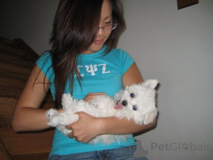 Zdjęcie №4. Sprzedam  w Berlin.  - cena - 1531zł