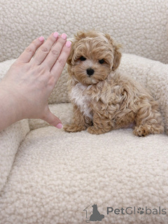 Zdjęcie №1. maltipu - na sprzedaż w Monachium | negocjowane | Zapowiedź №165532