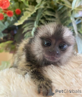 Zdjęcie №3. Galaxy szuka kochającego domu, wyślij wiadomość, jeśli chcesz, żeby został. Wielka Brytania