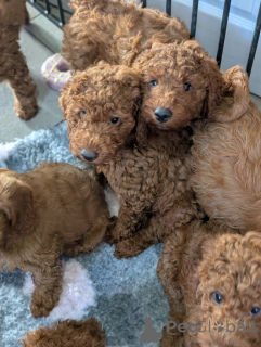 Zdjęcie №1. labradoodle, labrador retriever - na sprzedaż w Bottrop | 2153zł | Zapowiedź №172805