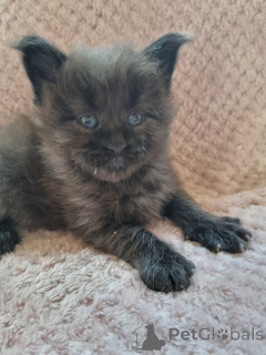 Zdjęcie №2 do zapowiedźy № 172397 na sprzedaż  maine coon - wkupić się Belgia 