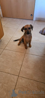 Zdjęcie №2 do zapowiedźy № 137998 na sprzedaż   - wkupić się Cypr prywatne ogłoszenie