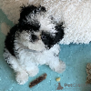 Zdjęcie №4. Sprzedam shih tzu w Richmond. hodowca - cena - 1386zł