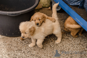 Zdjęcie №3. Szczenięta Golden Retrievera. Belgia