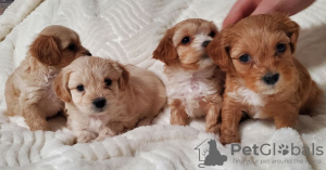 Zdjęcie №2 do zapowiedźy № 133318 na sprzedaż   - wkupić się USA prywatne ogłoszenie