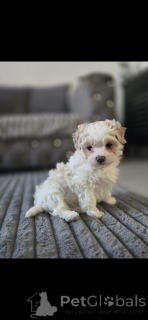 Zdjęcie №1. maltipu - na sprzedaż w Miasto Tennessee | negocjowane | Zapowiedź №164587