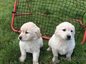 Zdjęcie №3. Zdrowe szczenięta golden retrievera. Belgia