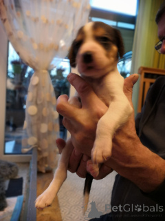 Zdjęcie №3. Szczenięta ogara rosyjskiego.. Niemcy