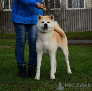 Zdjęcie №1. akita (rasa psa) - na sprzedaż w Cherkassky Bishkin | 11884zł | Zapowiedź №109359