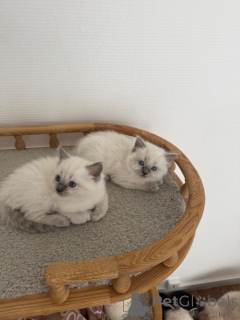 Zdjęcie №1. ragdoll - na sprzedaż w Berlingen | 1674zł | Zapowiedź № 172019